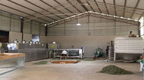 普義鄉干塘村茶葉加工設備升級，助力茶產業提質增效